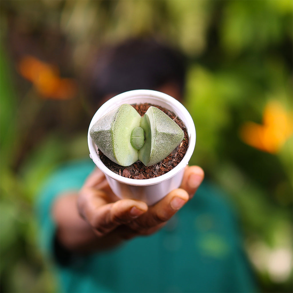 Lithops