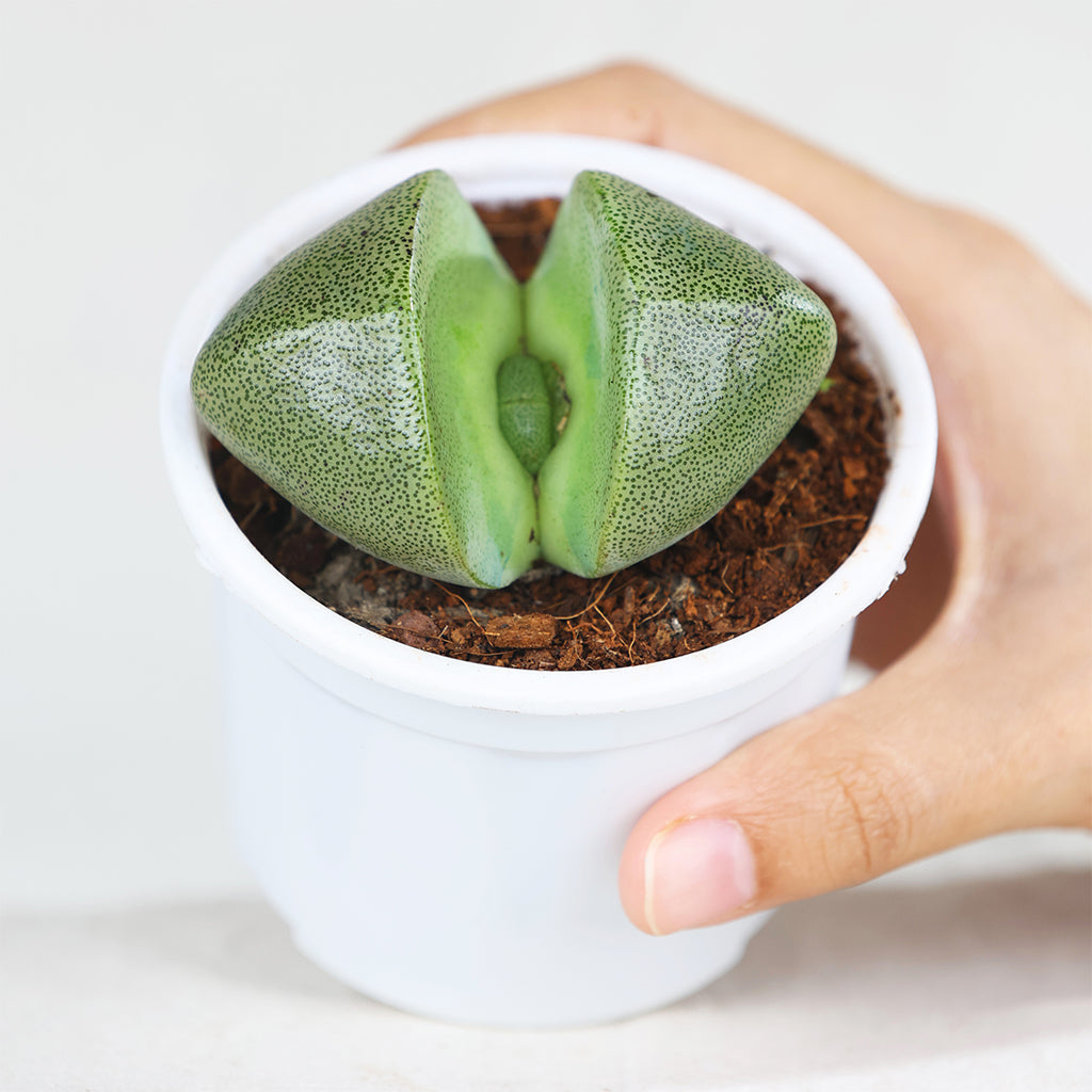 Lithops