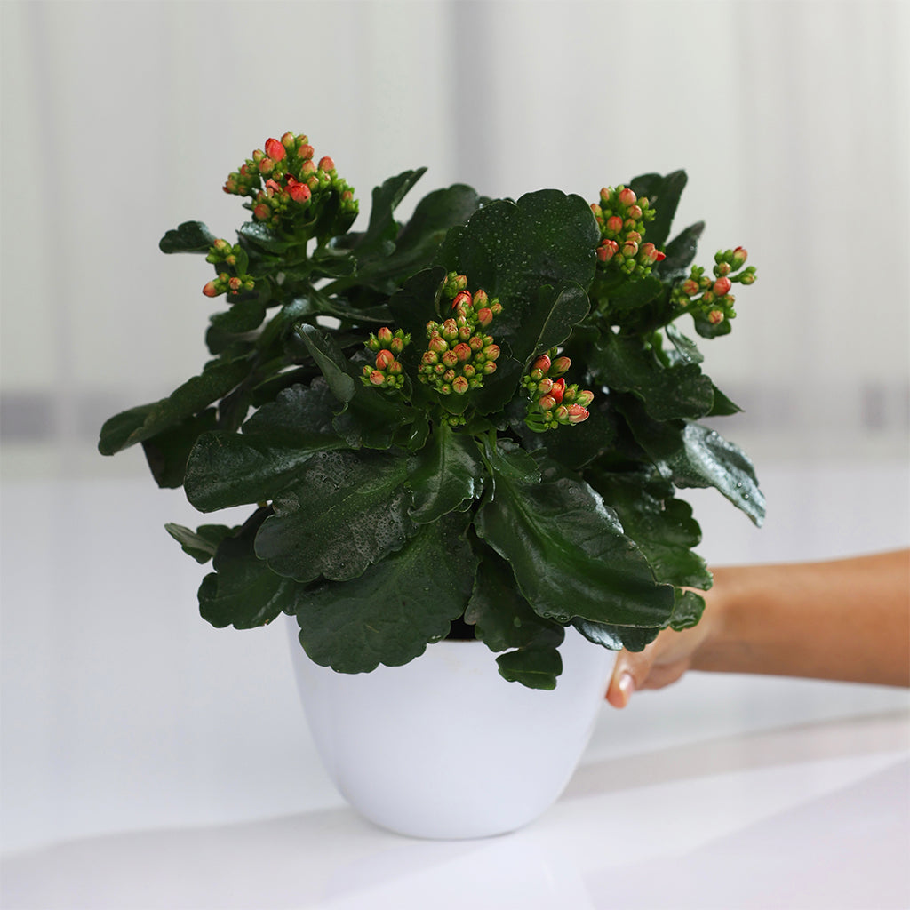 Kalanchoe
