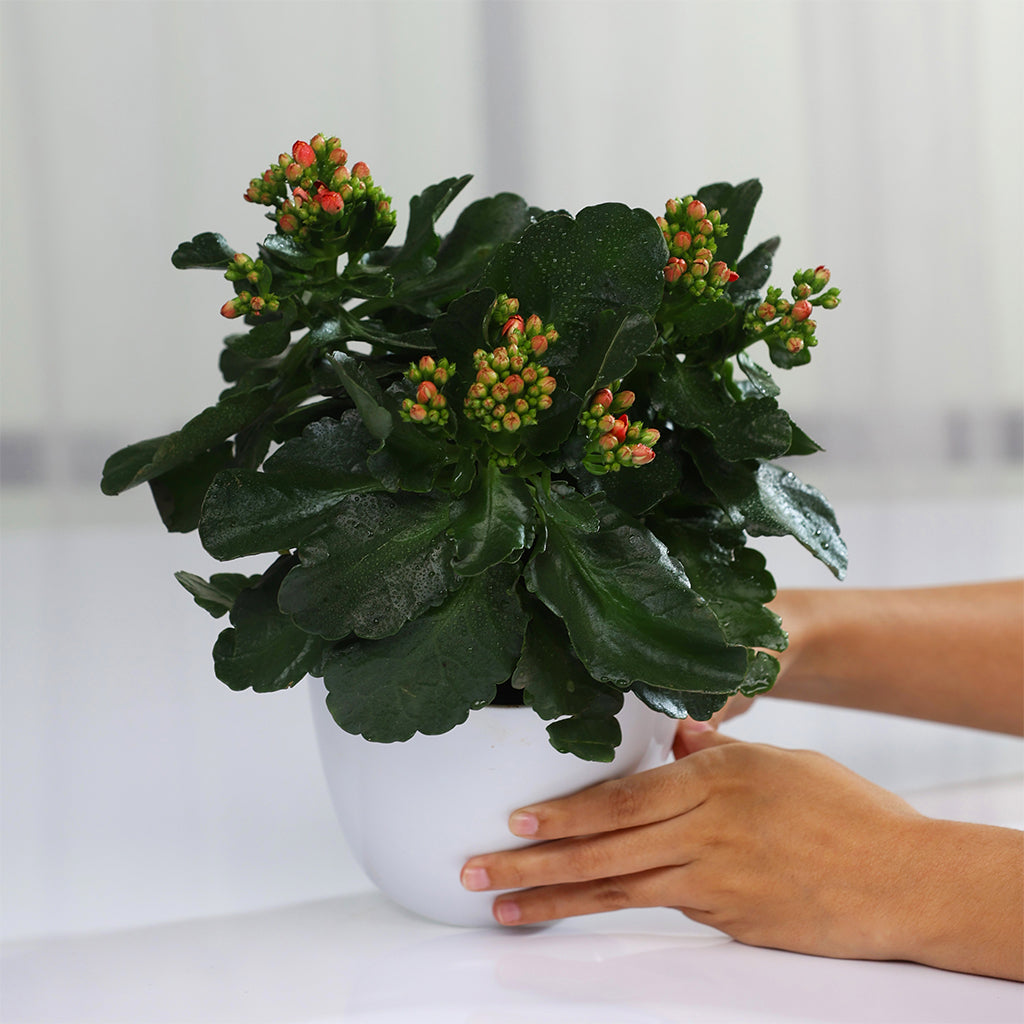 Kalanchoe