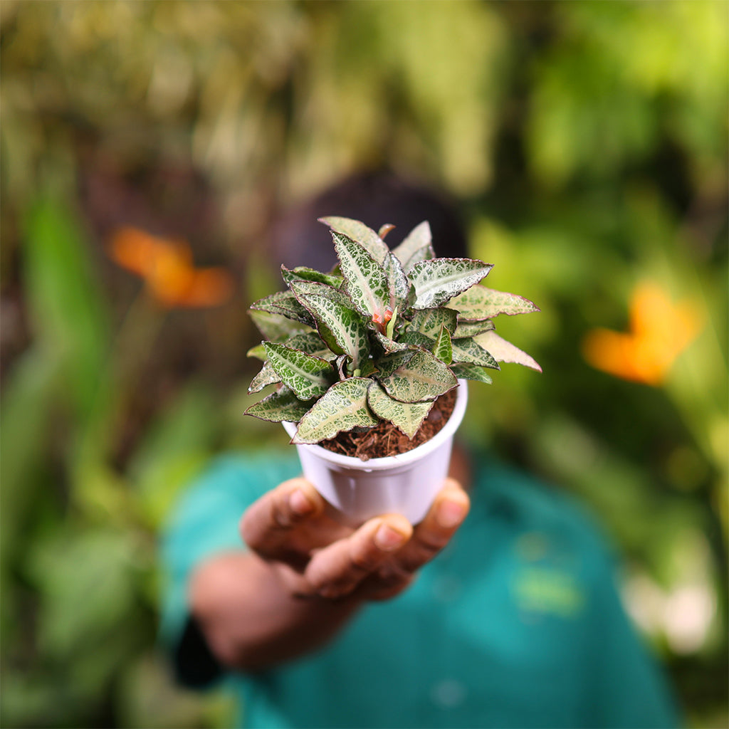 Euphorbia Francoise Silver