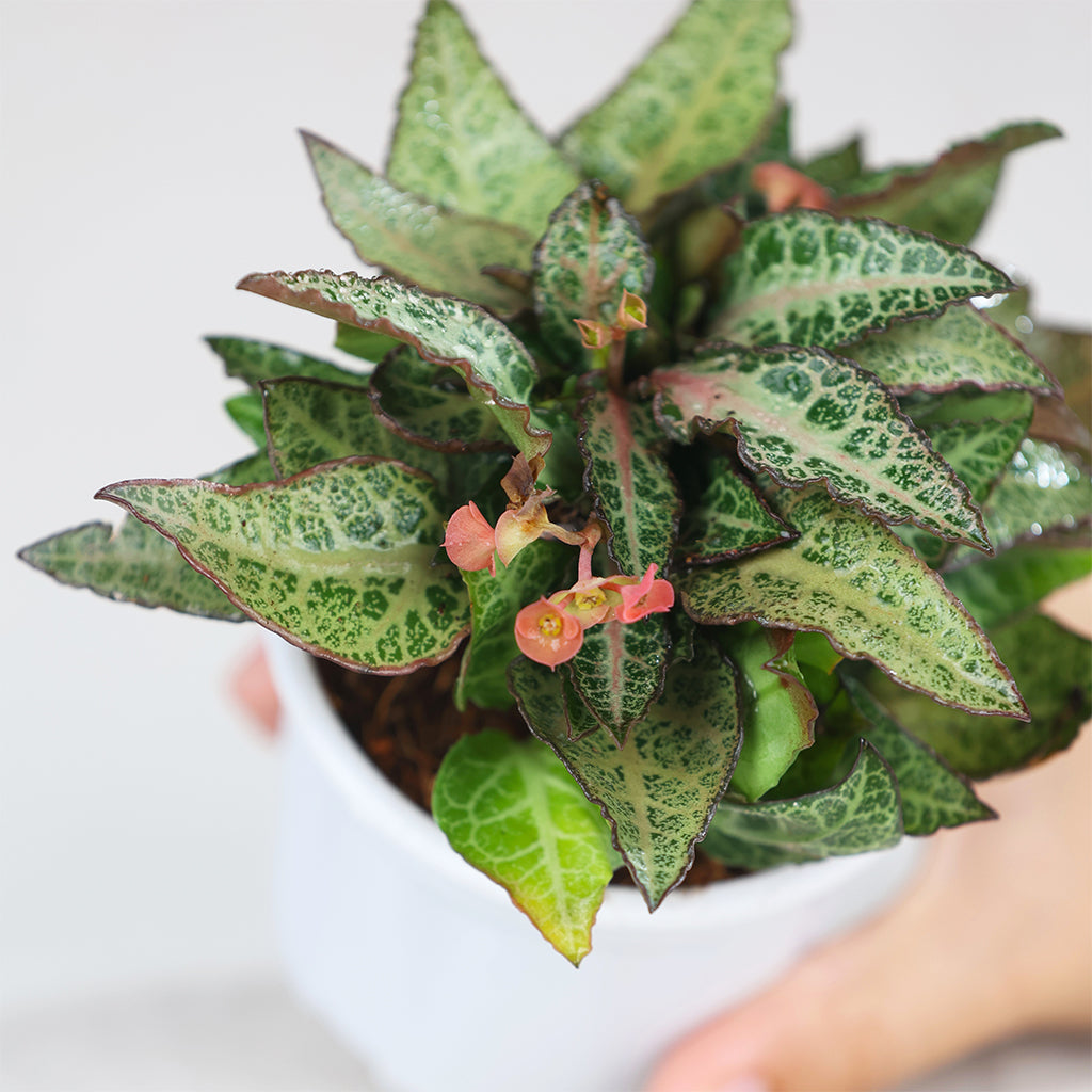 Euphorbia Francoise Silver
