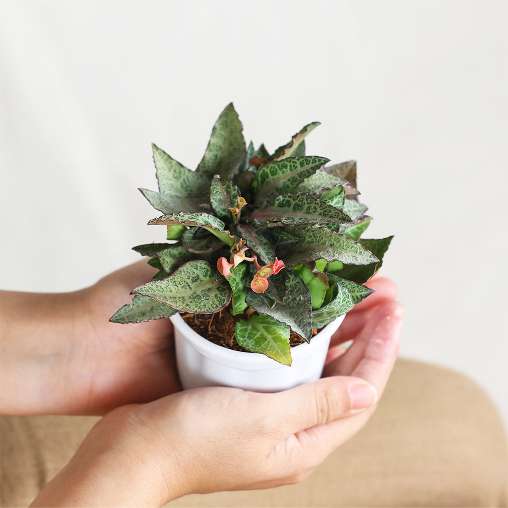 Euphorbia Francoise Silver