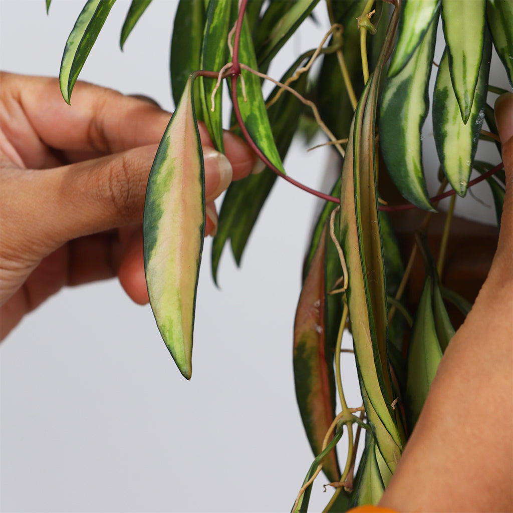 Hoya Kentiana Verigata