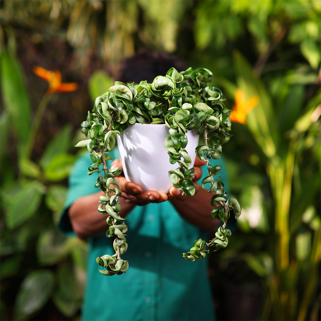 Hindu Rope Hoya
