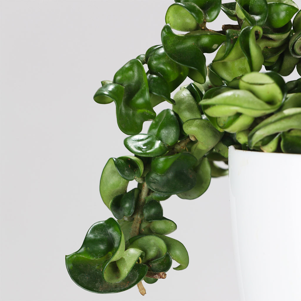 Hindu Rope Hoya
