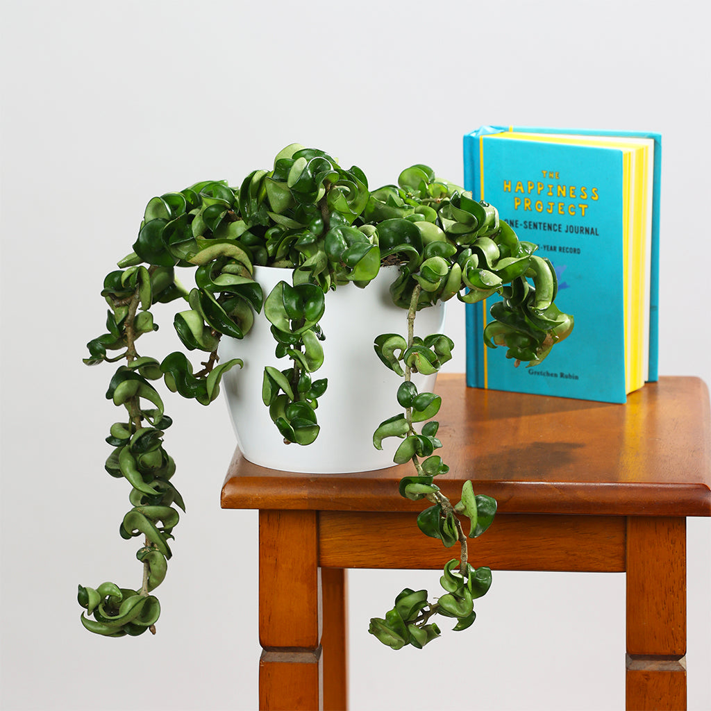 Hindu Rope Hoya