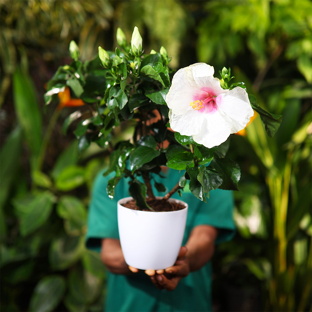 Hibiscus Hawaiian