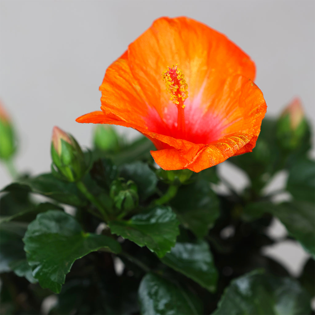 Hibiscus Hawaiian