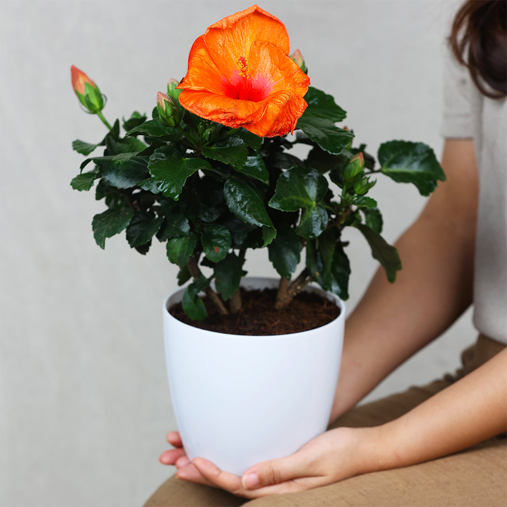 Hibiscus Hawaiian