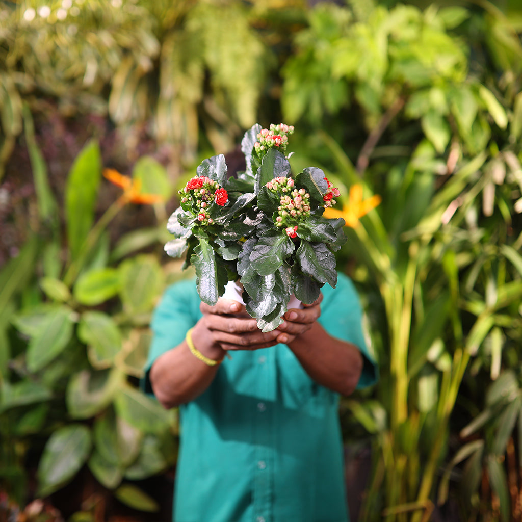 Kalanchoe