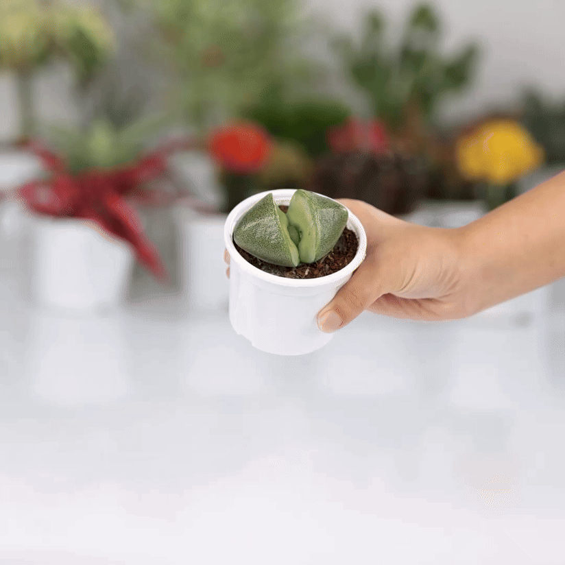 Lithops