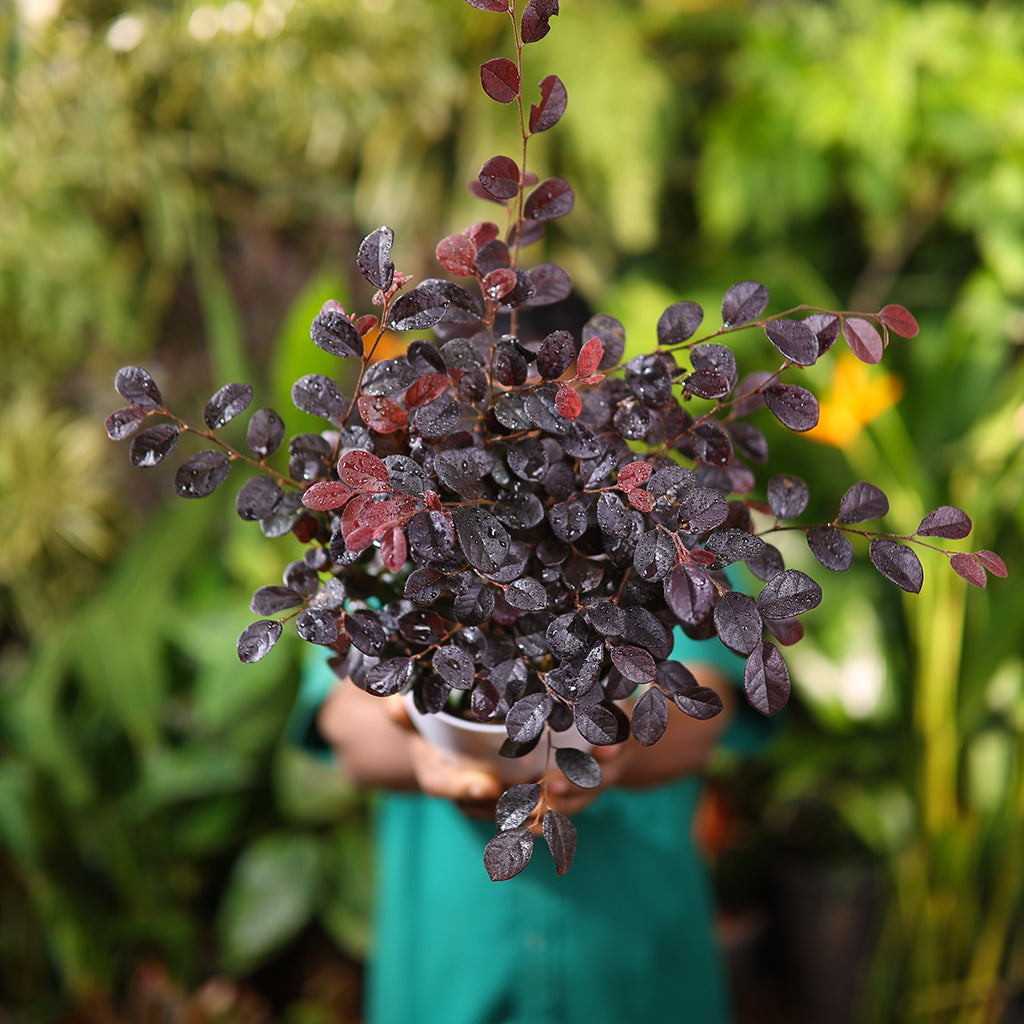 loropetalum