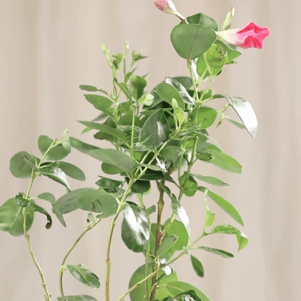 Mandevilla