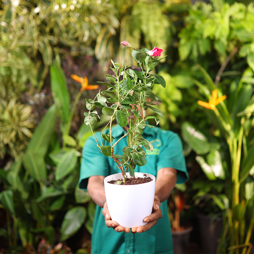 Mandevilla