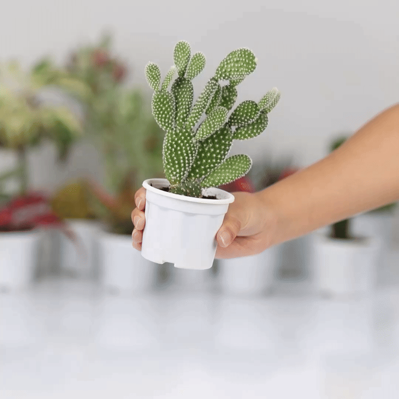 Mickey Mouse Cactus