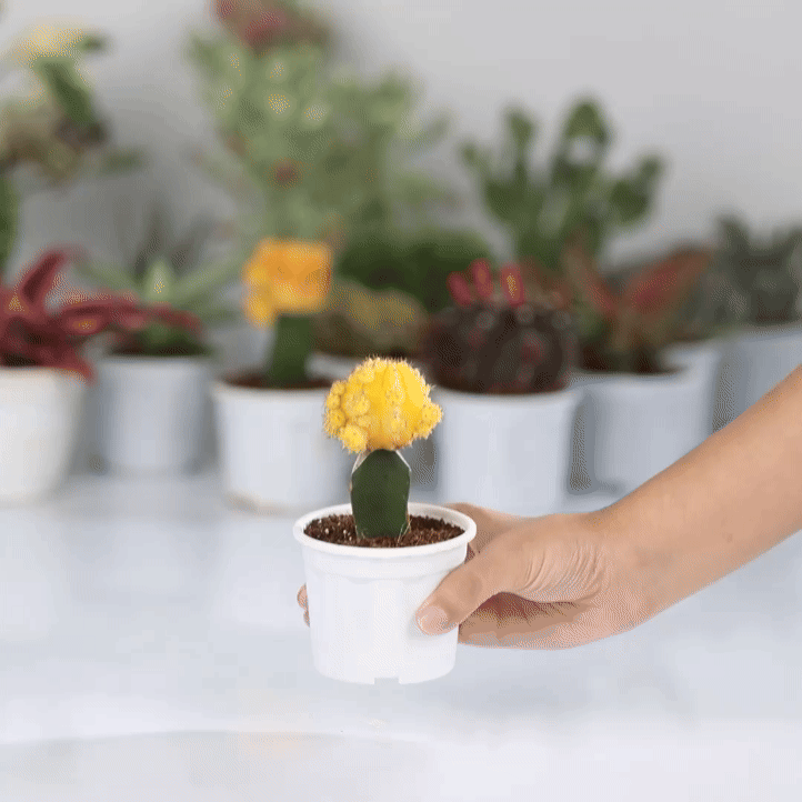 Moon Cactus Red and Yellow