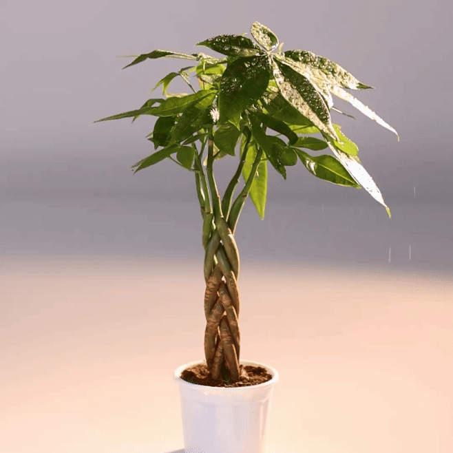 Money Tree Skinny