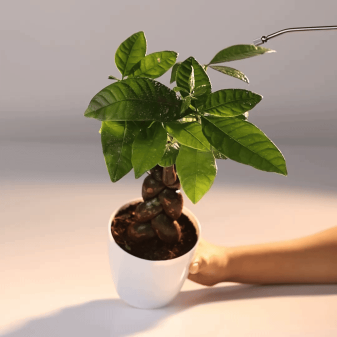Money Tree Fat Boi