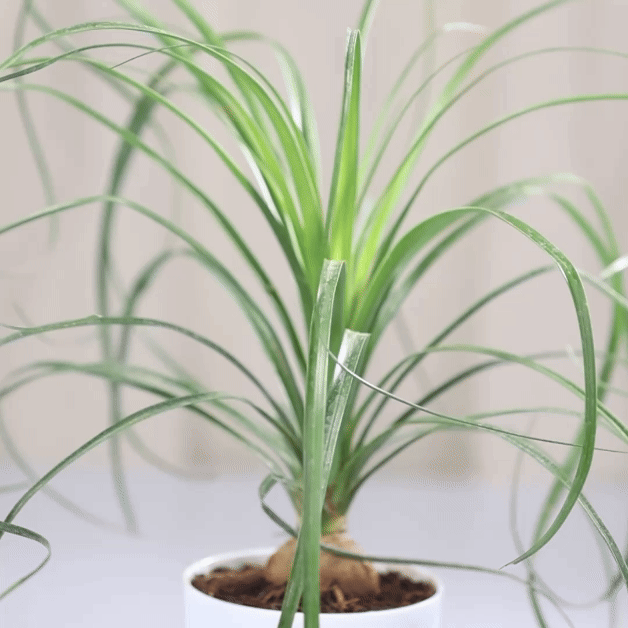 Ponytail Palm