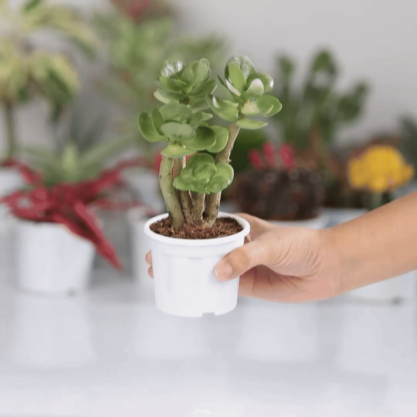 Portulaca Molokiniensis