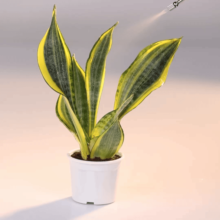 Sansevieria Gold Flame