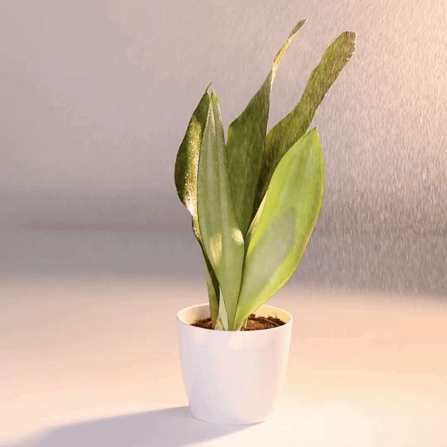 Sansevieria Moonshine