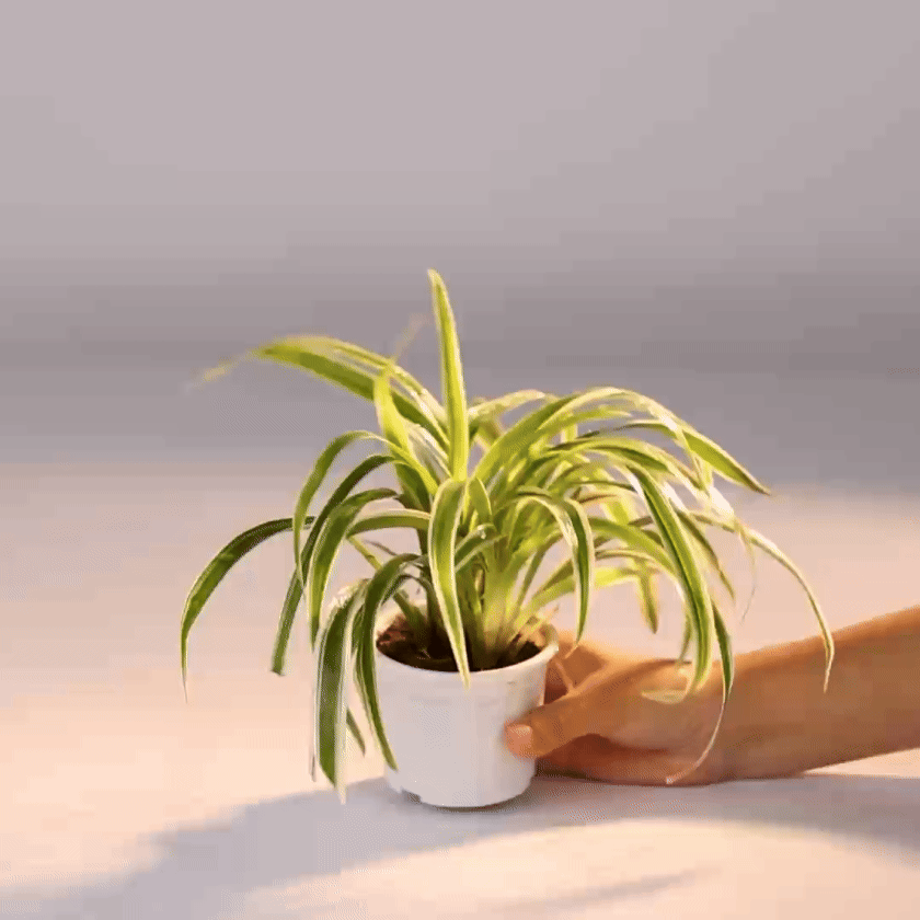 Spider plant