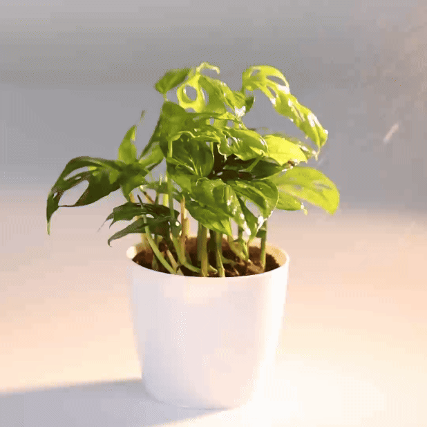 Monstera Swiss Cheese