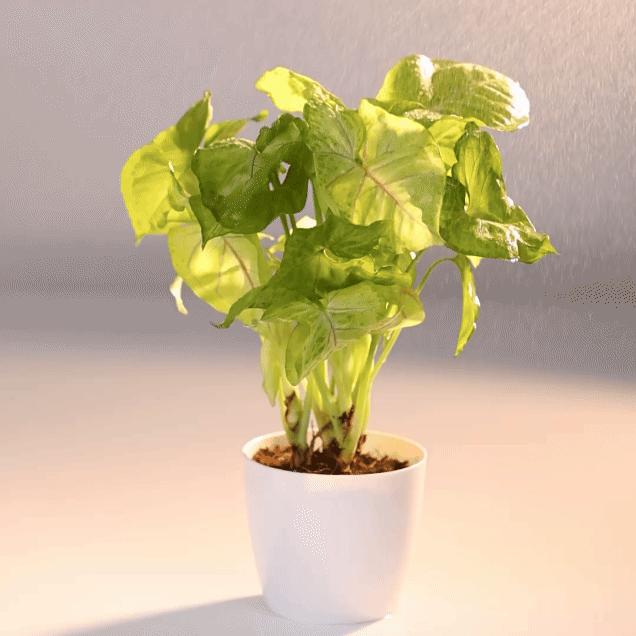 Syngonium