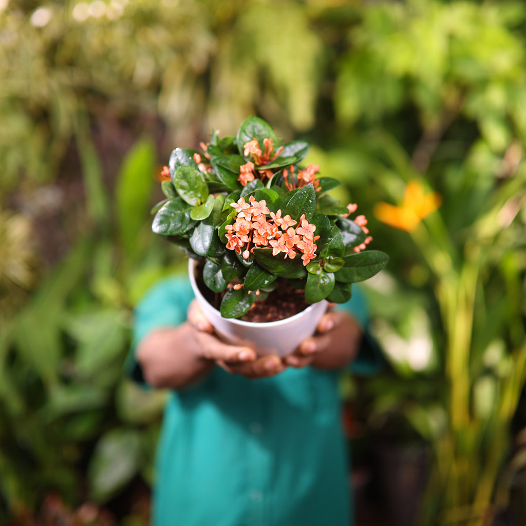 Thai Ixora