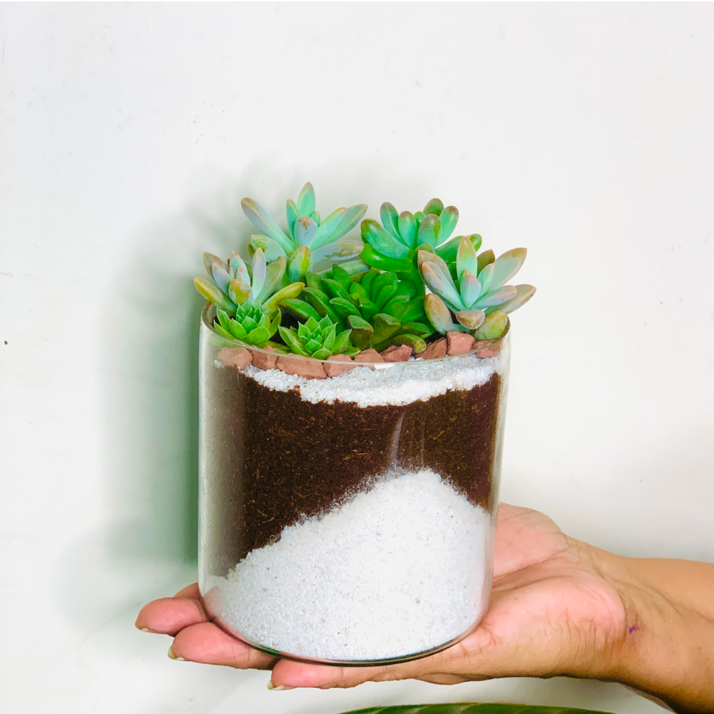 Succulent Jar Arrangement (Pack of 10)