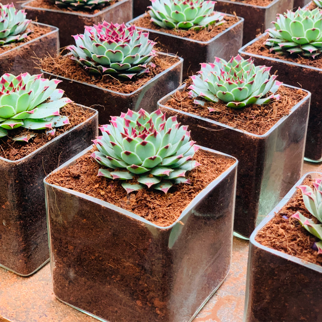 Succulent square Size : Approx 3” (Pack of 10)