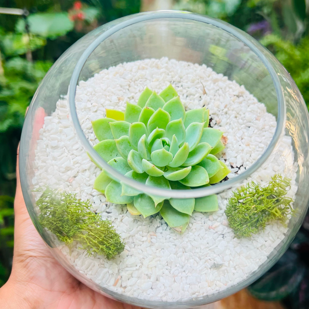 Terrarium Single succulent Size : Small (Pack of 10)