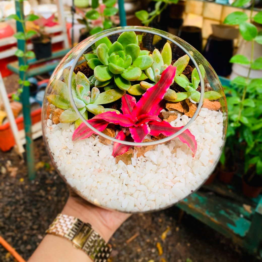 Terrarium (1) Size : Small Approx (Pack of 10)