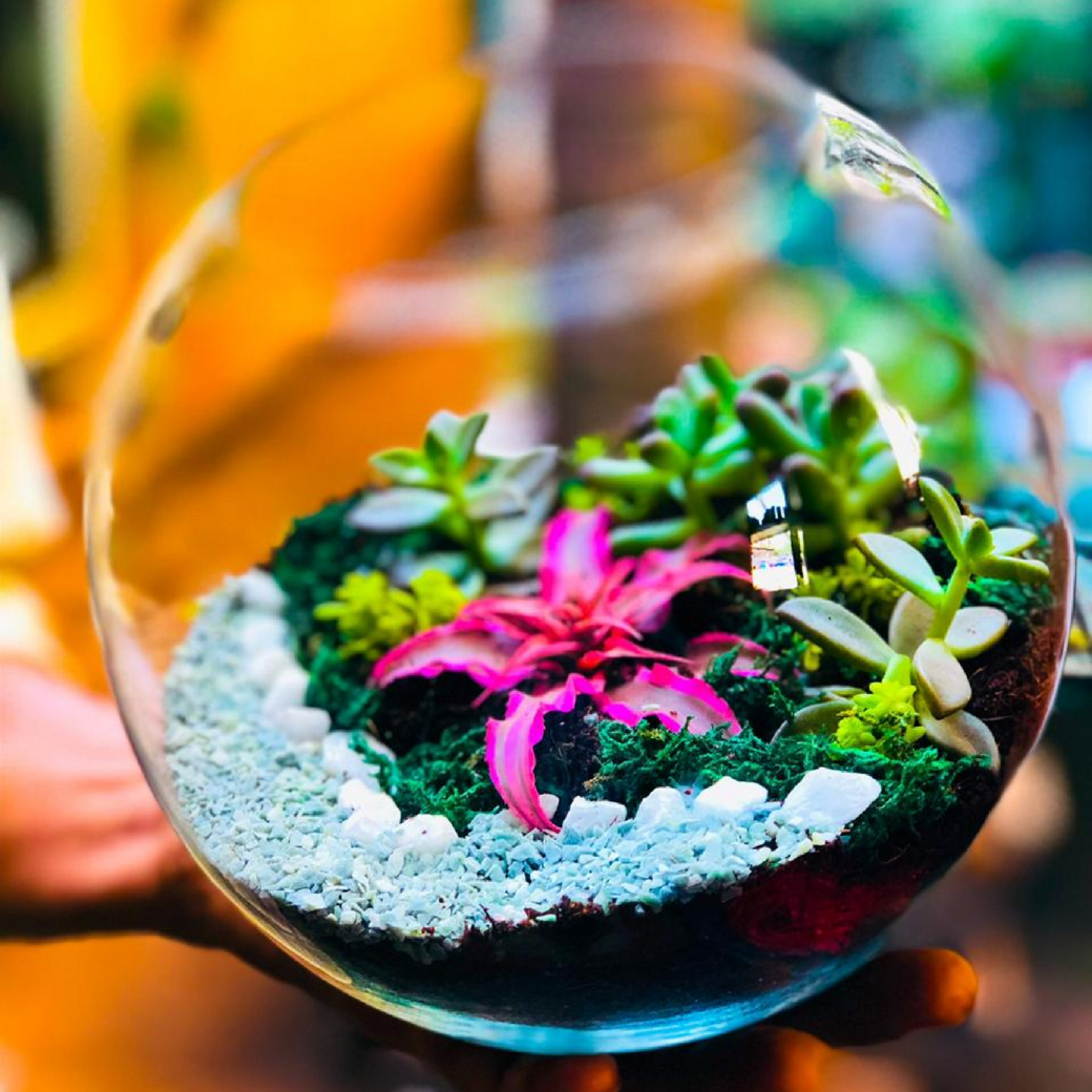Terrarium (2) Size : Medium Approx (Pack of 10)