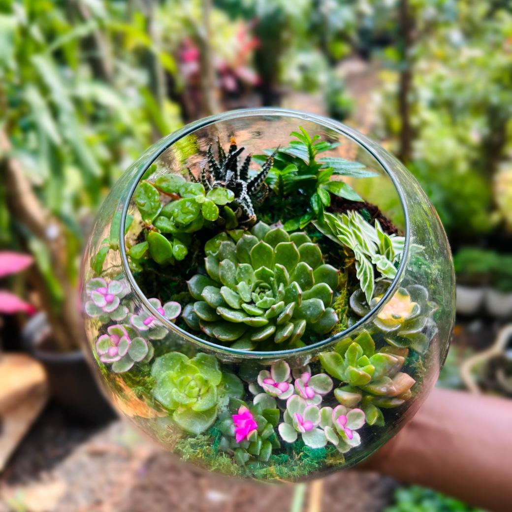 Terrarium (3) Full cover succulents Size : Medium (Pack of 10)