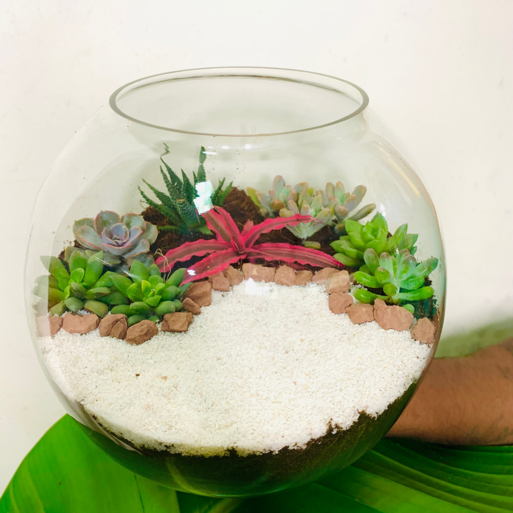 Terrarium (4) Size : Large (Pack of 10)