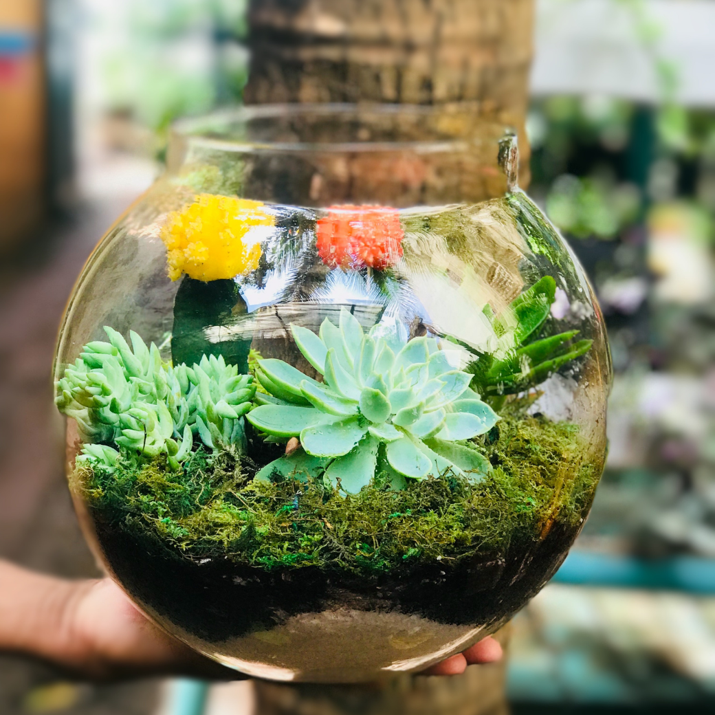 Terrarium (5) Size : Large (Pack of 10)