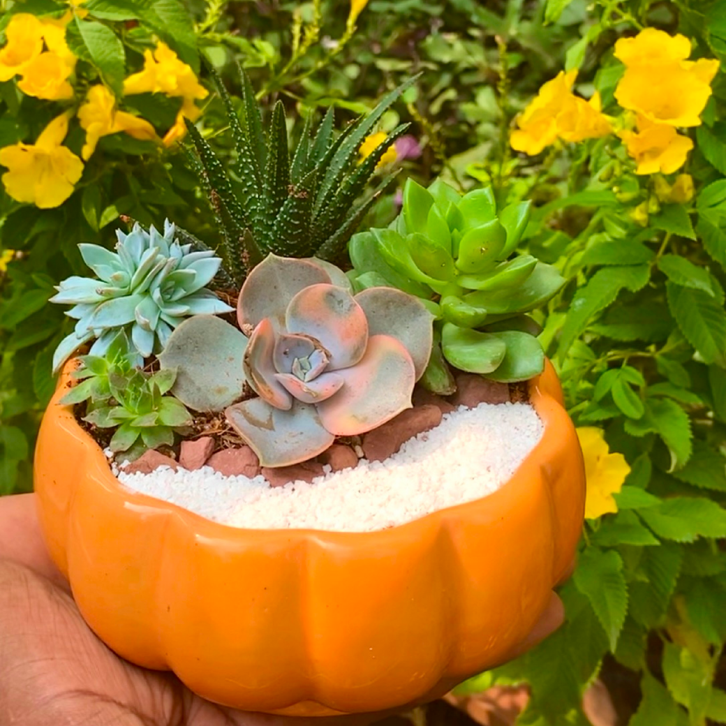Succulent Tabletop (1) (Pack of 10)