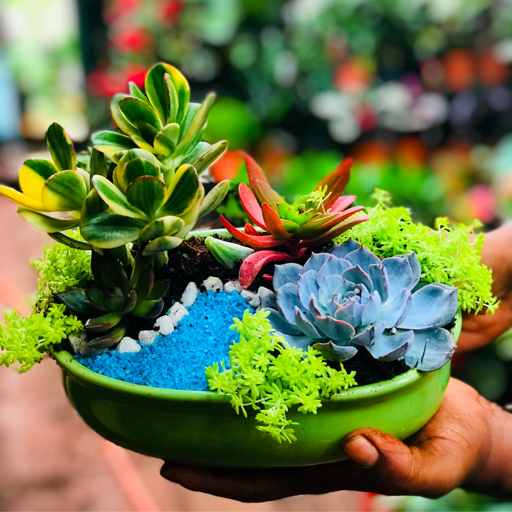 Succulent Tabletop (2) (Pack of 10)