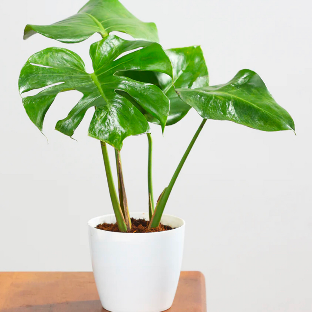 Tabletop Monstera Deliciosa in white planter (Pack of 10)