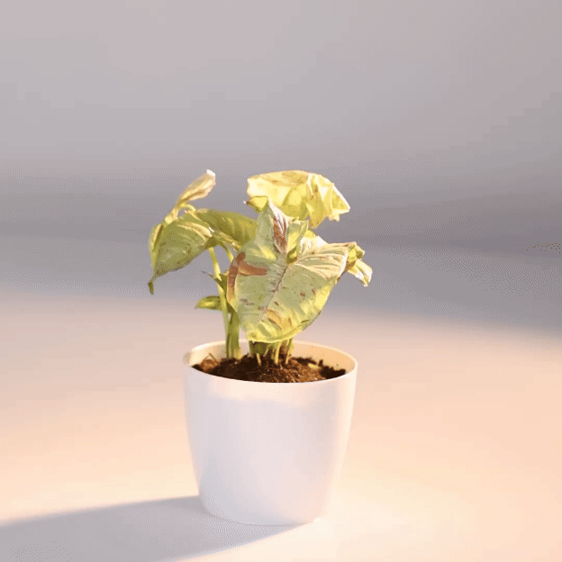 Syngonium milk confetti