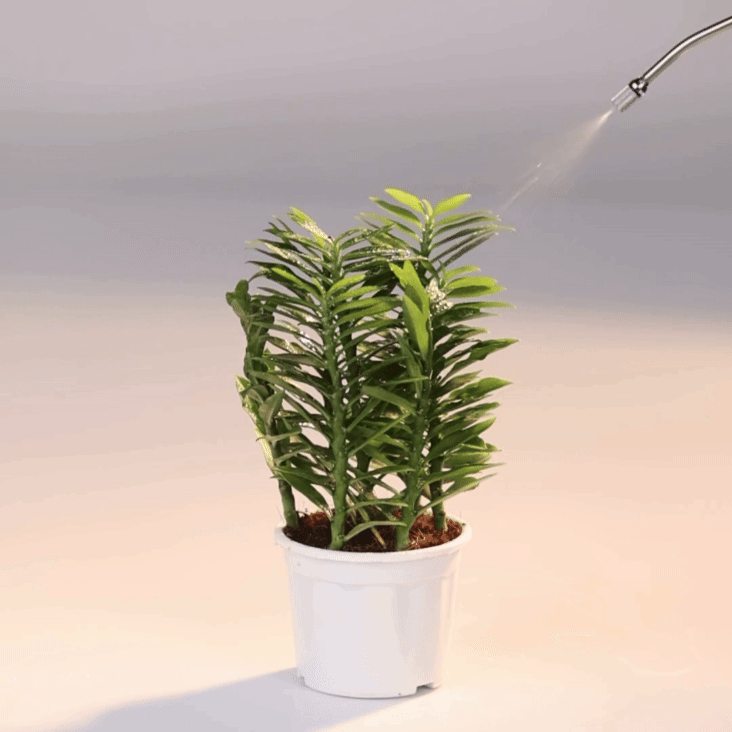 Pedilanthus Green