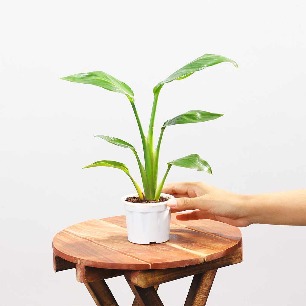 Strelitzia Nicolai