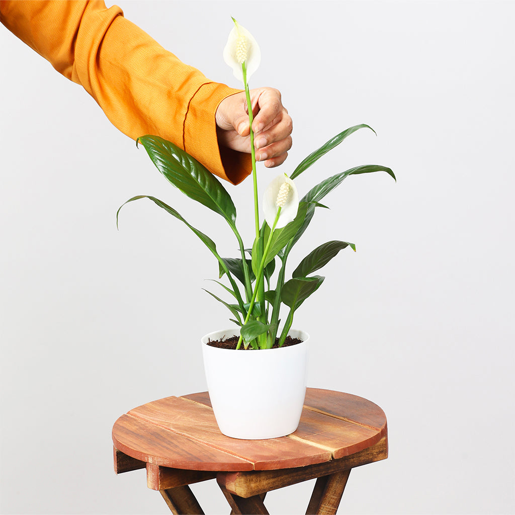 Peace Lily