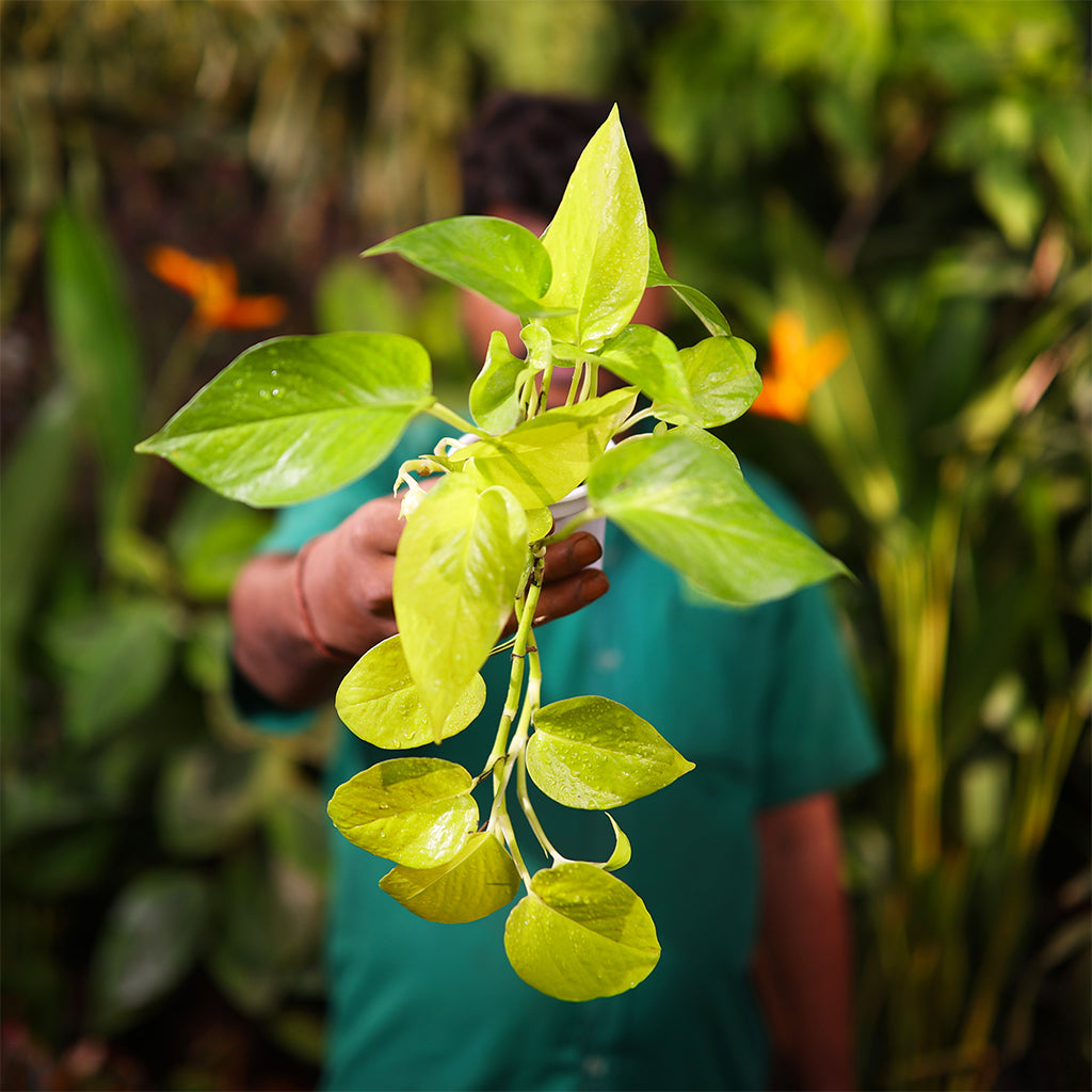 Pothos