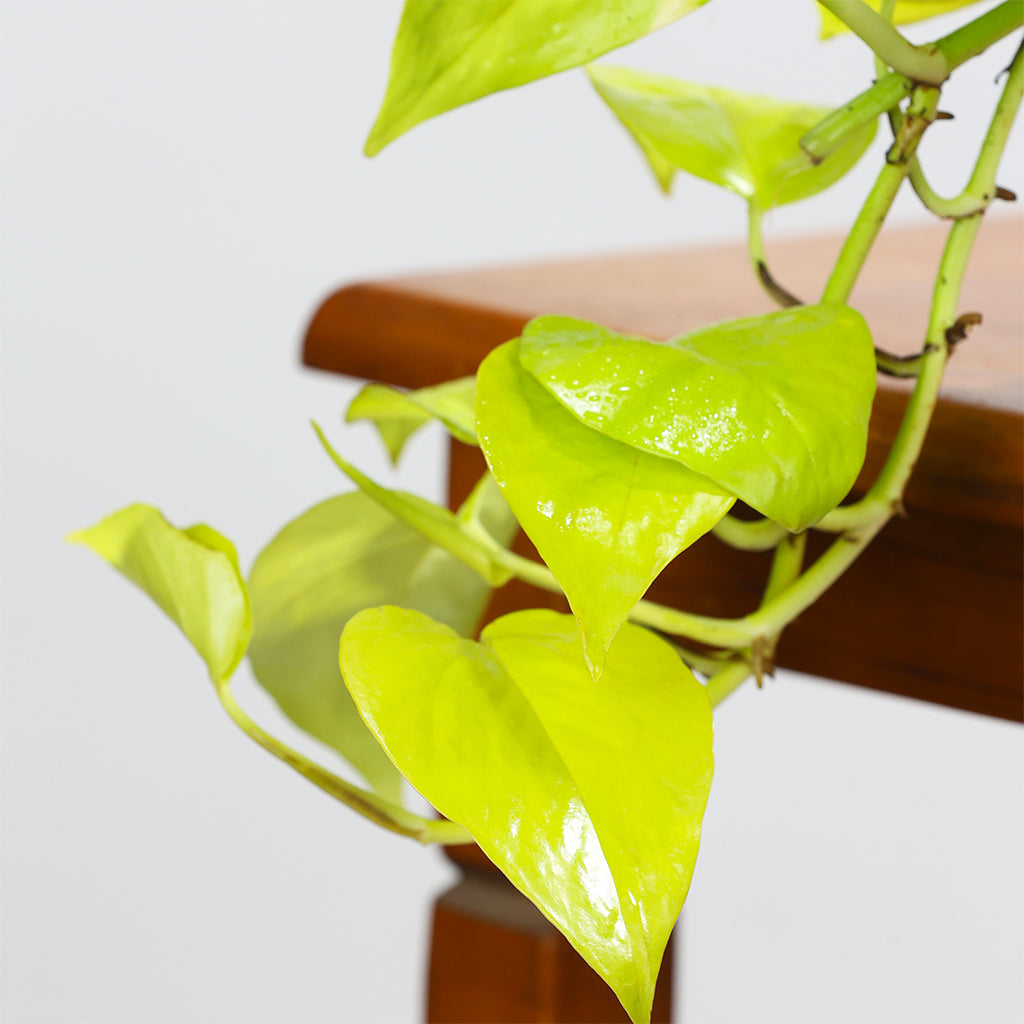 Pothos