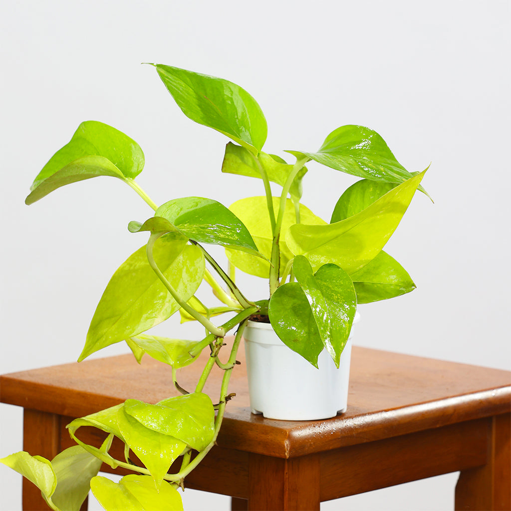 Pothos