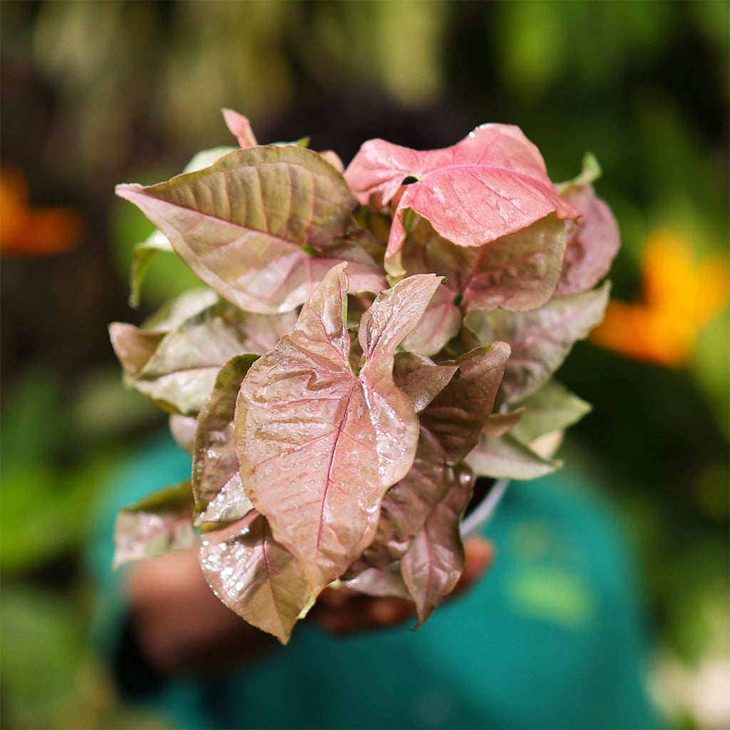 Syngonium pink